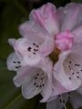 Rhododendron brachycarpum-2 Różanecznik